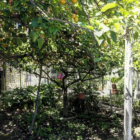 Rectina Pompei