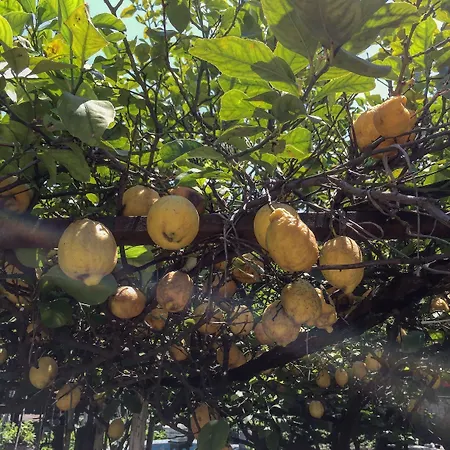 Bed & Breakfast Rectina Pompei