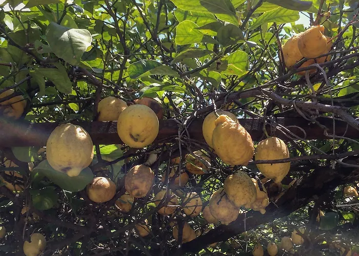 B&B Rectina 폼페이